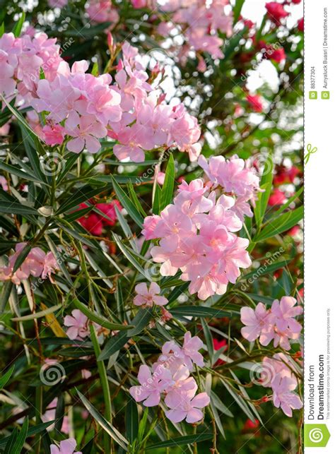 Nerium Oleander Sweet Oleander Rose Bay Stock Photo Image Of