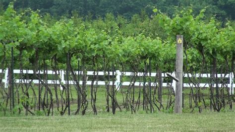 Vineyards On The Three Rivers Wine Trail In Coshocton Youtube