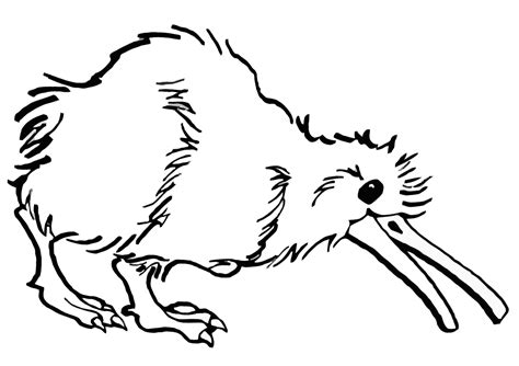 Kiwi bird coloring pages | Coloring pages to download and print