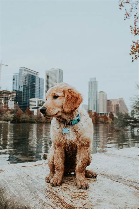 Is Pet Friendly Health Friendly?. Is a pet-friendly city synonymous