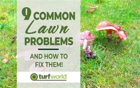 9 Common Lawn Problems And How To Fix Them Expert Tips