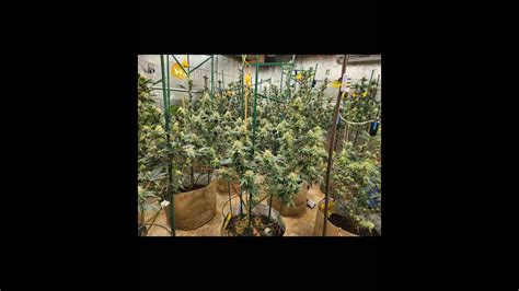 Weeks Staggard Flowering Stages For Indoor Organic Cannabis Grow