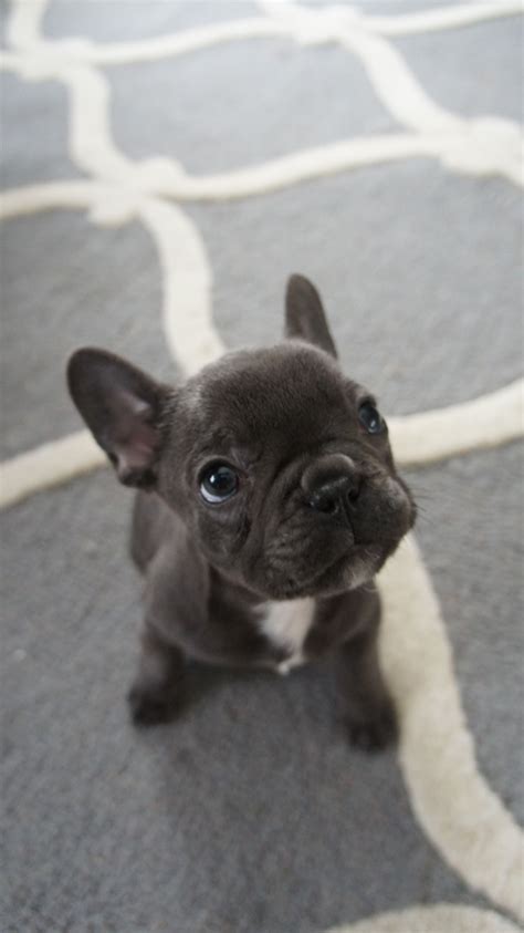 Free dog classifieds pawbe is here to help you find the perfect puppy for you and your family breeders and puppy owners can list their cute puppies here. Blue French Bulldog Puppy #frenchie | Friendly dog breeds ...