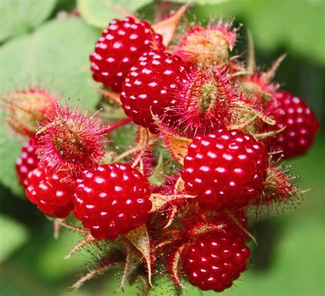 Wild Raspberry Time In Southwest Virginia Beautiful Fruits Fruit