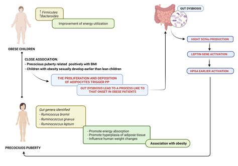 Frontiers Precocious Puberty And Microbiota The Role Of The Sex My