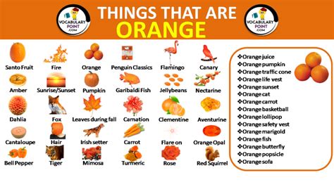 500best Things That Are Orange In Nature Vocabulary Point