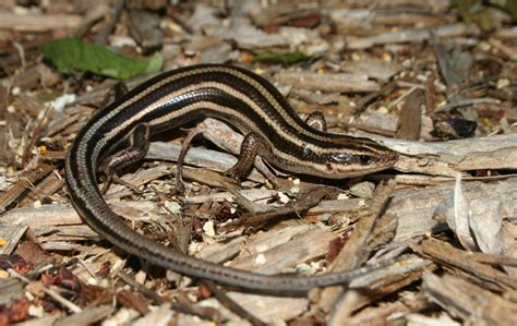 Five Lined Skink At Science Camp Information Care Facts