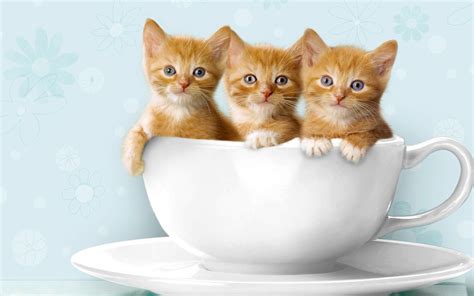 Three Red Kitten Wallpapers And Images Wallpapers