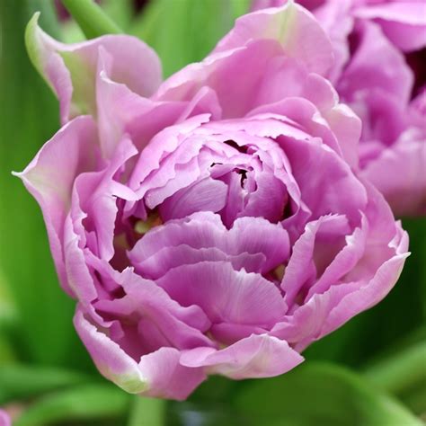 Tulpe Lila Frühling Kostenloses Foto Auf Pixabay