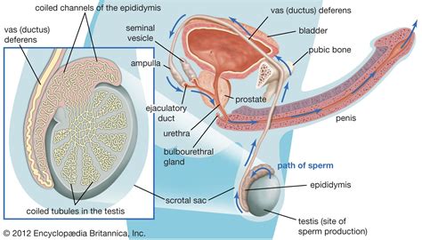 Semen Definition Characteristics And Production Britannica