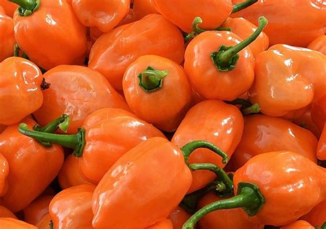 Hot Pepper Seed Assortment 6 Varieties Over 300 Seeds All Non Gmo