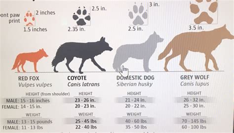 Wolf Size Chart Comparison