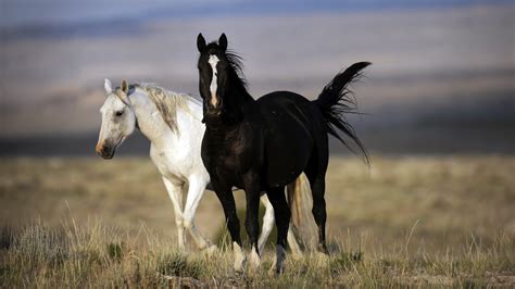 black  white horse  photo hd wallpapers