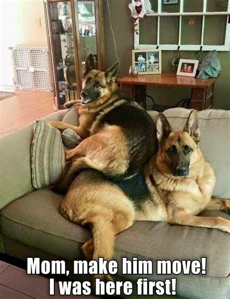 Image Result For Funny German Shepherd Memes Funny Dog Memes Funny
