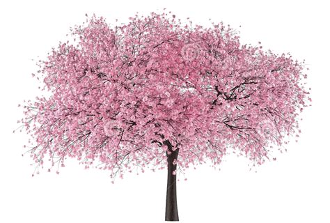 Sakura Tree Png Cherry Blossom Tree Png Transparent Png Kindpng My