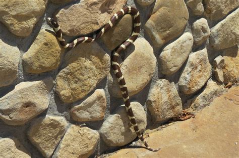 California King Snake Climbs A River Rock Wall Smithsonian Photo