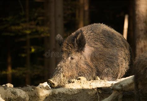 Euroasian Wild Pig Sus Scrofa In Mud Bath Stock Image Image Of