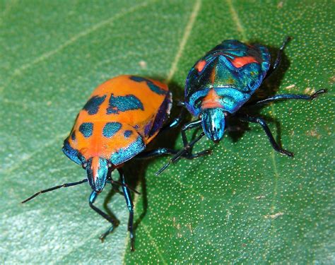Filecotton Harlequin Bugs Wikimedia Commons