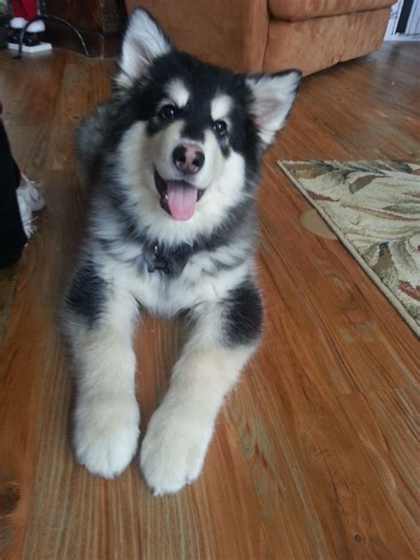 4 Month Old Alaskan Malamute Puppy This Is My Baby Gimli Alaskan