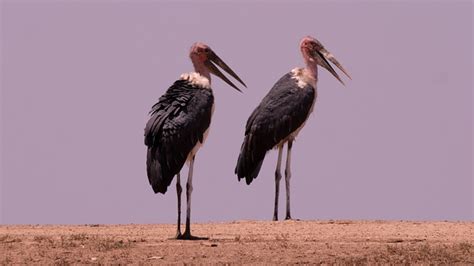 5 Notable Birds In The Tsavo Conservation Area An Avian Guide Tsavo