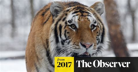Anti Poaching Drive Brings Siberias Tigers Back From Brink