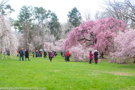 The Cherry Blossoms Of Branch Brook Park You Don T Know Jersey From High Point To Cape May