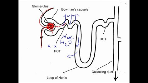 Nephron Function Youtube