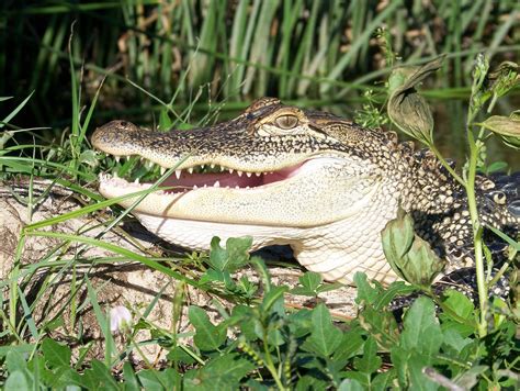 Alligator Populations In Alabama Outdoorhub