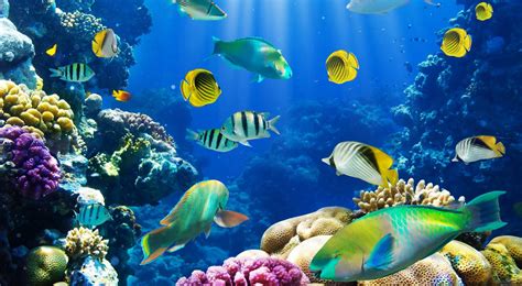Fish Desktop Wallpapers Top Free Fish Desktop Backgrounds