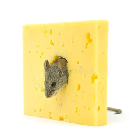 Mouse and cheese. Cheese and grey mouse isolated on white , #AFF, #Cheese, #cheese, #Mouse, # ...