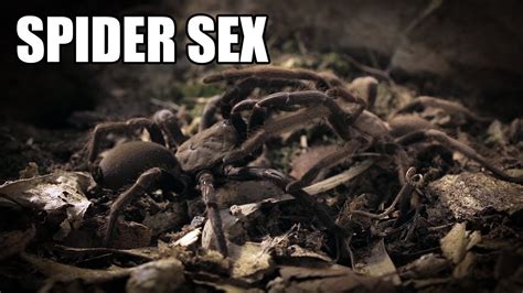 Spider Sex Australian Tarantulas Mating Youtube
