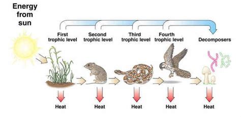 Each step in a food chain or food web. 4.2 Energy Flow