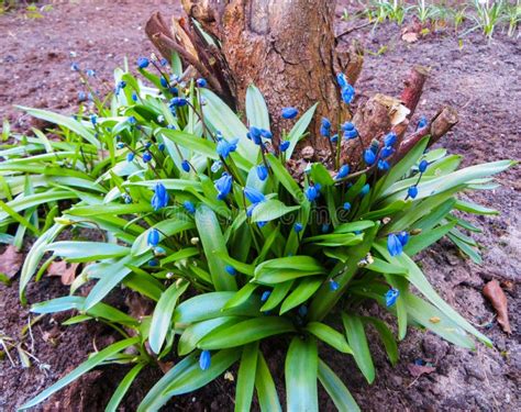 The First Spring Flowers Little Blue Scylla Flowersspring Background