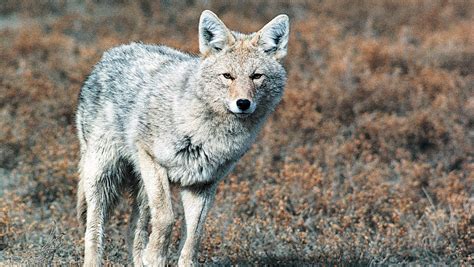 Urban Coyotes How To Cope With These Common Intruders