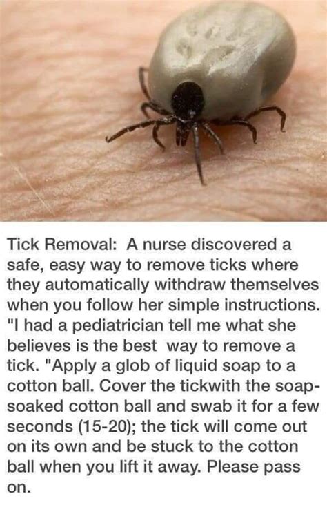 Pin By 🐾 Cathy 🐾 On Other Life Hacks Useful Life Hacks Tick Removal