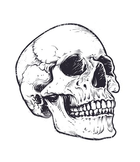 Anatomic Skull Vector 338347 Vector Art At Vecteezy