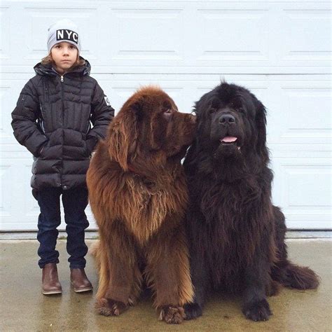 Theyre The Biggest Furriest Most Bear Like Best Friends Big Dog