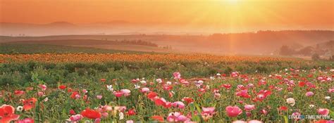 Flower delivery letterbox flowers flowers by post bloom and wild bloom & wild. Spring - Sunrise Flowers - Free Facebook Covers, Facebook ...