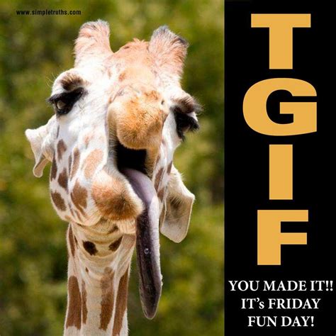 Friday Funny Giraffe Silly Animals Funny Animals