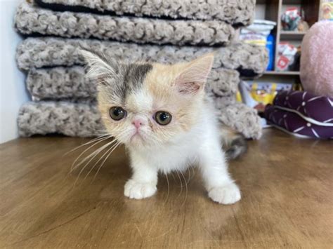 Available Exotic Shorthair Kittens For Sale New York