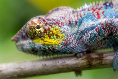 How Do Chameleons Change Color Their Secrets Revealed