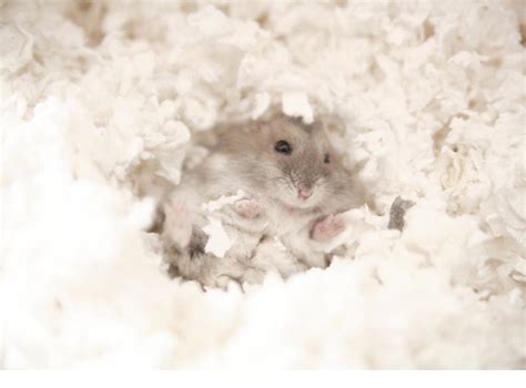 20 Hành Vi Của Chuột Hamster Ý Nghĩa Của Chúng Như Thế Nào
