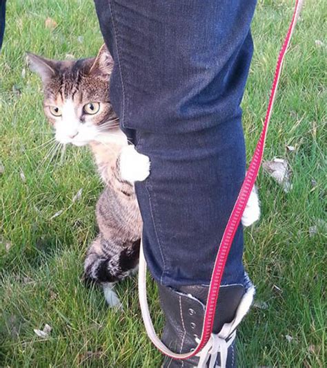 31 Hilarious Photos Of Cats Going Outside For The First Time That We