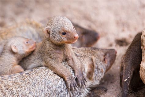 Mongooses A Picture Ive Made At Zoo Landau Cloudtail The Snow