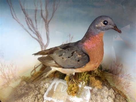 The Bobcats Tail 100 Years Since The Last Passenger Pigeon
