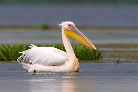 Pelican Facts Habitat Behavior Diet
