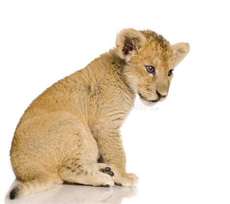 Lion Cub 3 Months Stock Photo Image Of Baby White 3346796