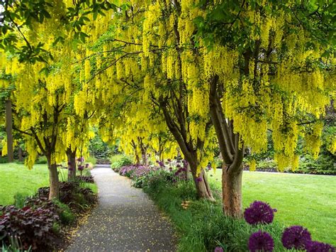 Media in category vandusen botanical garden. Explore VanDusen Botanical Garden in the heart of ...