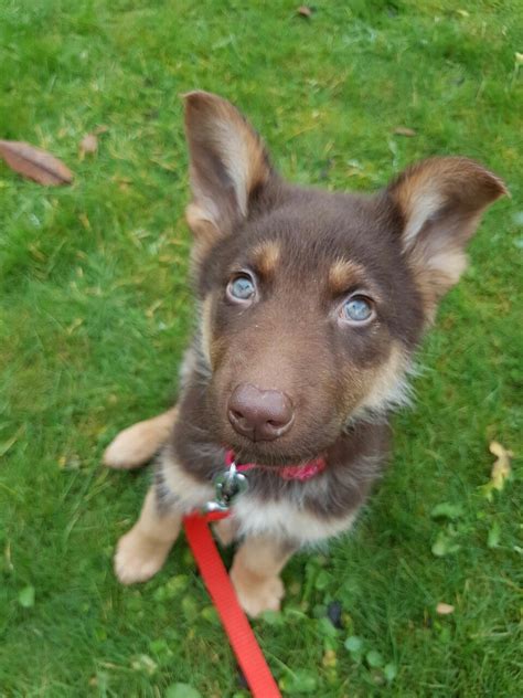 Black German Shepherd Puppies With Blue Eyes For Sale