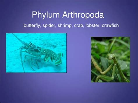 Ppt Phylum Arthropoda Powerpoint Presentation Free Download Id8575344